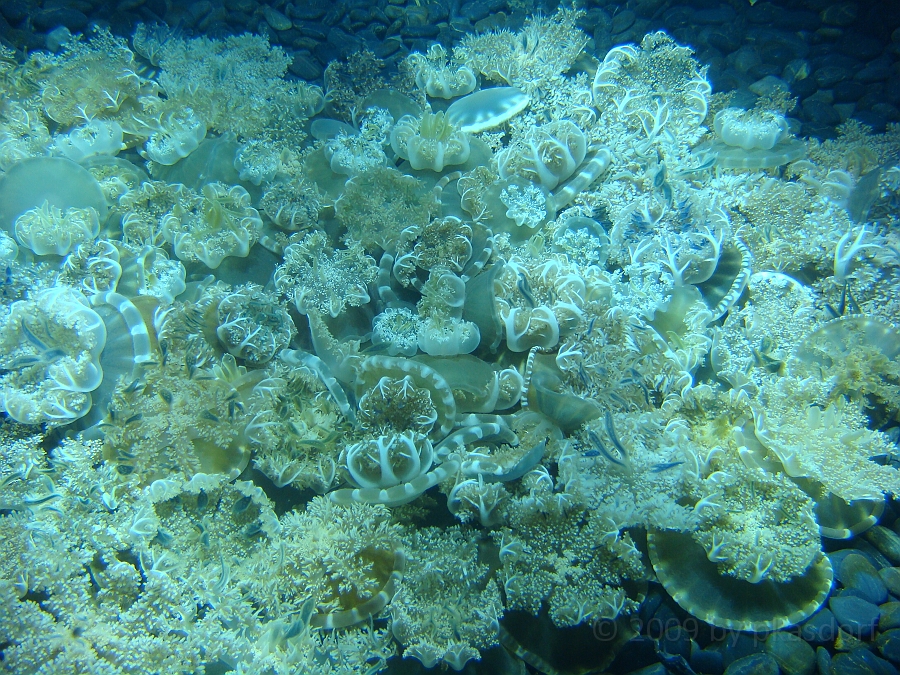 Baltimore [2009 July 02] 169.JPG - Scenes from Baltimore's Inner Harbor.